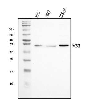 EXOSC8 Antibody