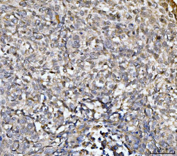 EXOSC8 Antibody