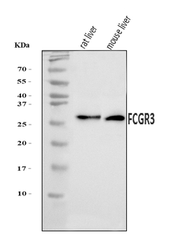 CD16/Fcgr3 Rabbit Polyclonal Antibody