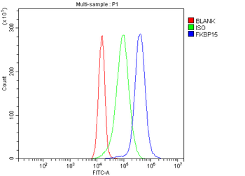 FKBP135/FKBP15 Antibody
