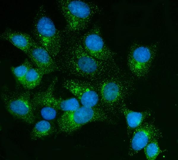 FKBP135/FKBP15 Antibody