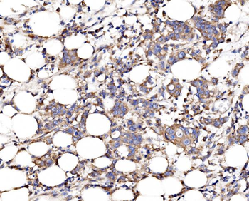 FKBP135/FKBP15 Antibody