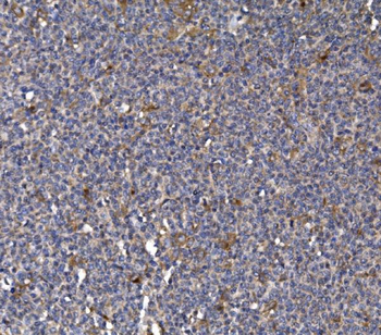 FKBP135/FKBP15 Antibody