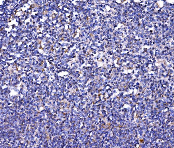 FKBP135/FKBP15 Antibody