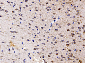 FKBP135/FKBP15 Antibody