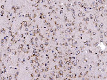FKBP135/FKBP15 Antibody