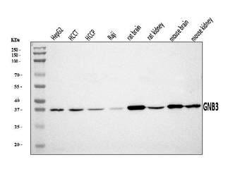 GNB3 Antibody