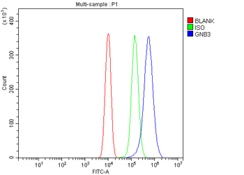GNB3 Antibody