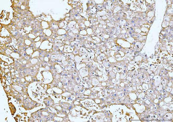 GNB3 Antibody