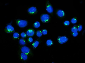 Golgin 97/GOLGA1 Antibody