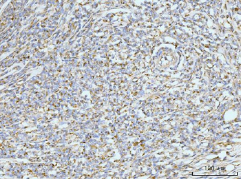 GRPEL1 Antibody