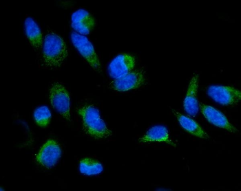 GRPEL1 Antibody