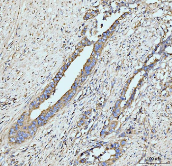 GRPEL1 Antibody
