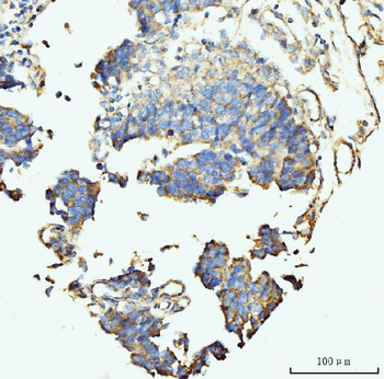 GRPEL1 Antibody