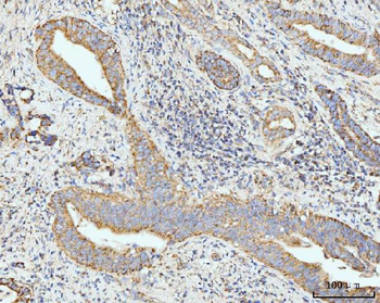 GRPEL1 Antibody