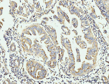 GRPEL1 Antibody