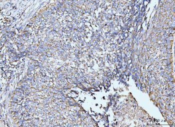 GRPEL1 Antibody