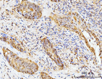 HMGCS1 Antibody