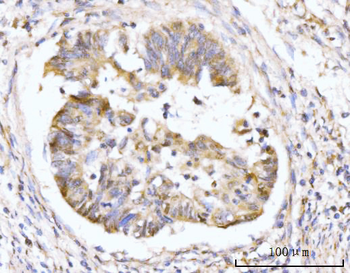 HMGCS1 Antibody