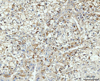 HMGCS1 Antibody