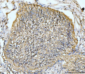 HMGCS1 Antibody