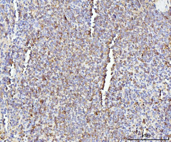 IL-17A/Il17a Antibody