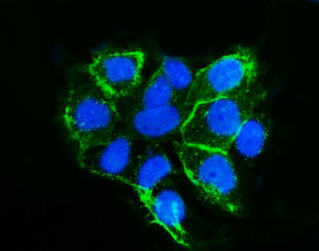 LSR Antibody