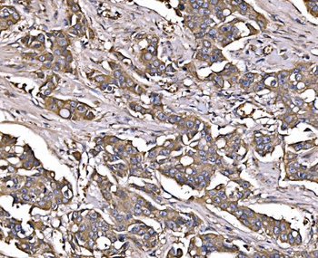 LSR Antibody
