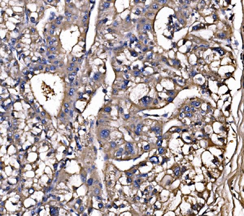 LSR Antibody