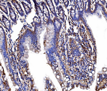 LSR Antibody
