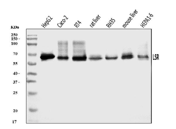 LSR Antibody
