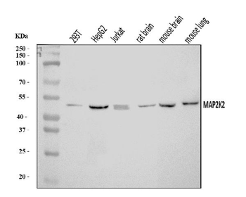 MEK2/MAP2K2 Antibody