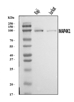 MAP4K1/HPK1 Rabbit Polyclonal Antibody