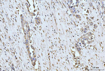 MOV10 Antibody