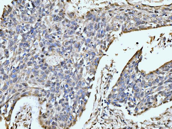 MOV10 Antibody