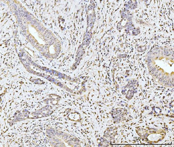 MOV10 Antibody