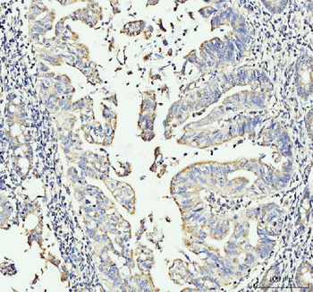 MOV10 Antibody