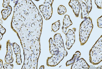 MOV10 Antibody