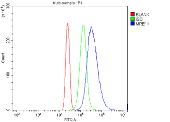MRE11 Antibody