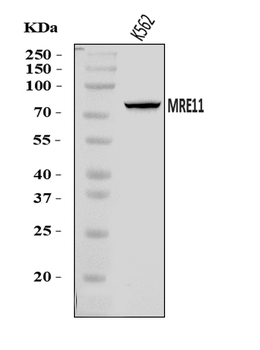 MRE11 Antibody