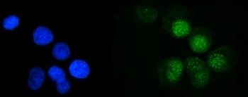 MRE11 Antibody