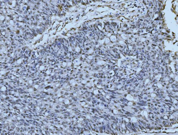 MRE11 Antibody