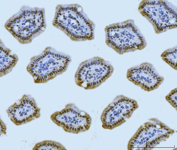 MRE11 Antibody