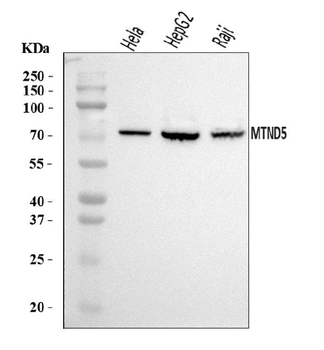 MT-ND5 Antibody