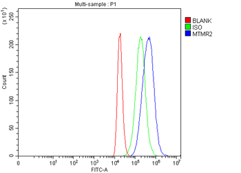 MTMR2 Rabbit Polyclonal Antibody