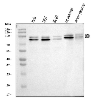 OS9 Rabbit Polyclonal Antibody