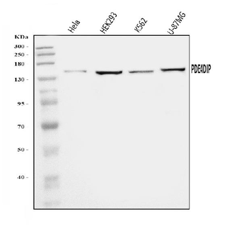 PDE4DIP Antibody