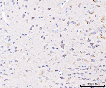 PLD3 Antibody