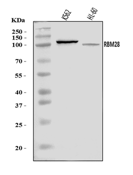 RBM28 Rabbit Polyclonal Antibody
