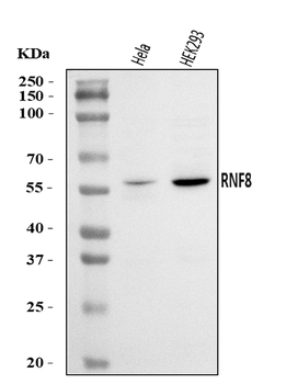 RNF8 Rabbit Polyclonal Antibody
